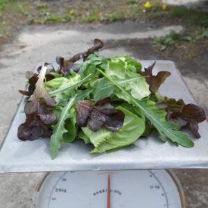 Sla mix (200 gram) Bio