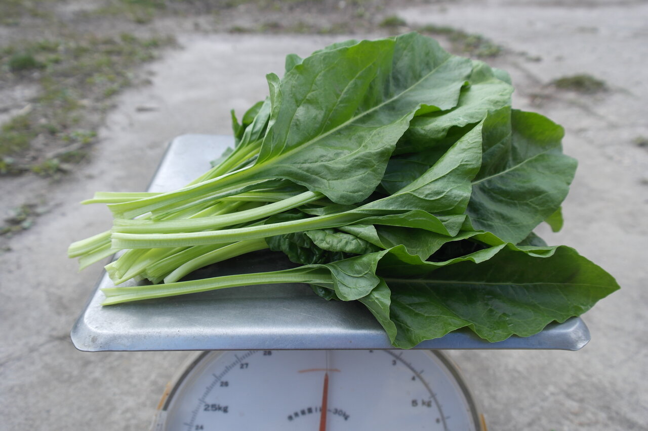 Snijbiet groen (250 gram) – Bio