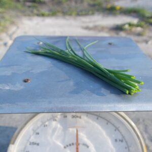 Bosje bieslook (15 gram)