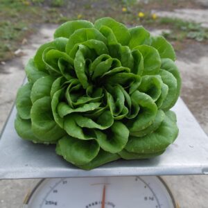 Sla krop groen (1 krop) - Bio