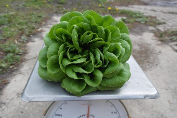 Sla krop groen (1 krop) - Bio