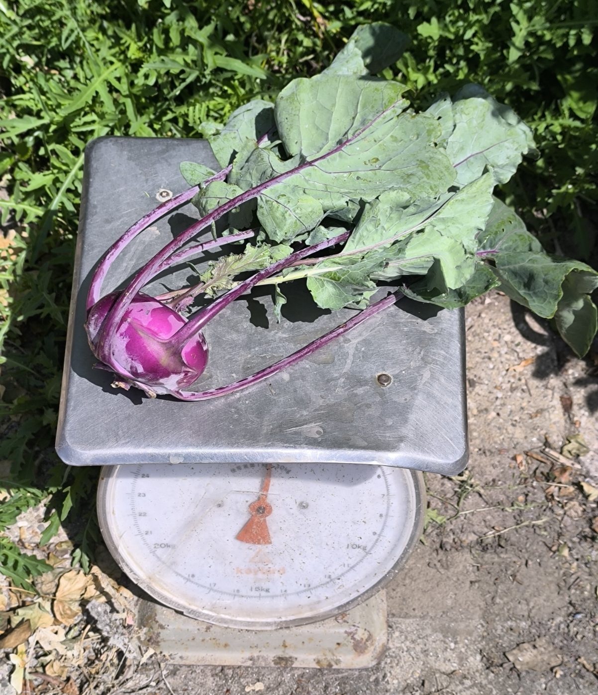 Koolrabi paars – Bio