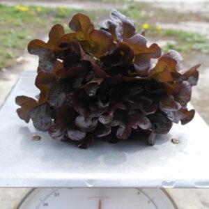 Sla krop rood (1 krop) - Bio