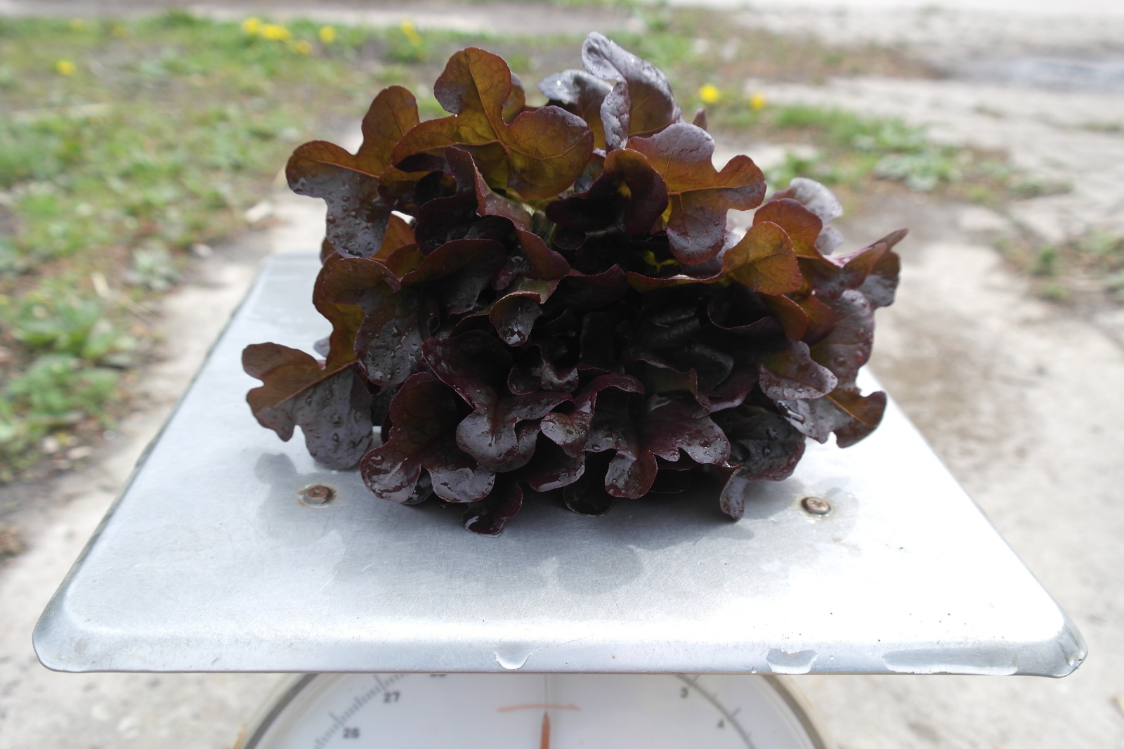 Sla krop rood (1 krop) – Bio
