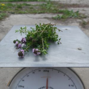 Bosje tijm (15 gram)