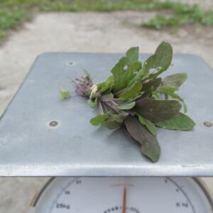 Bosje salie (25 gram)