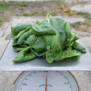 Spinazie (300 gram) - Bio