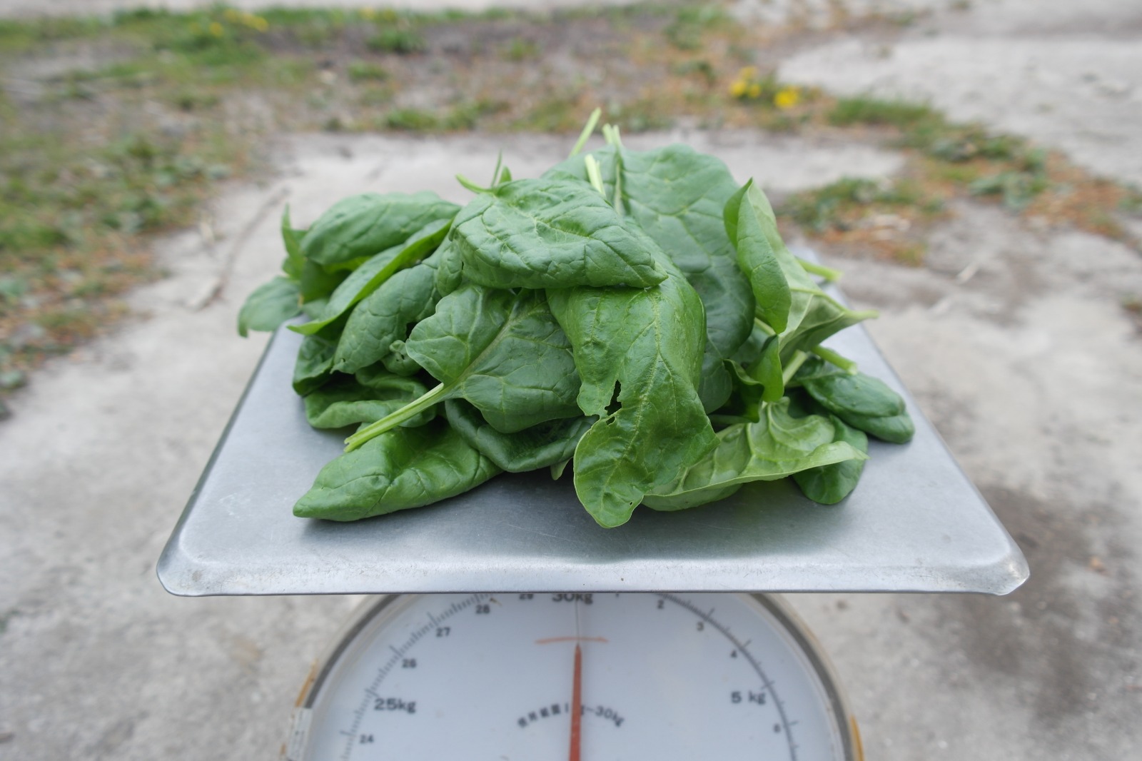 Spinazie (300 gram) – Bio