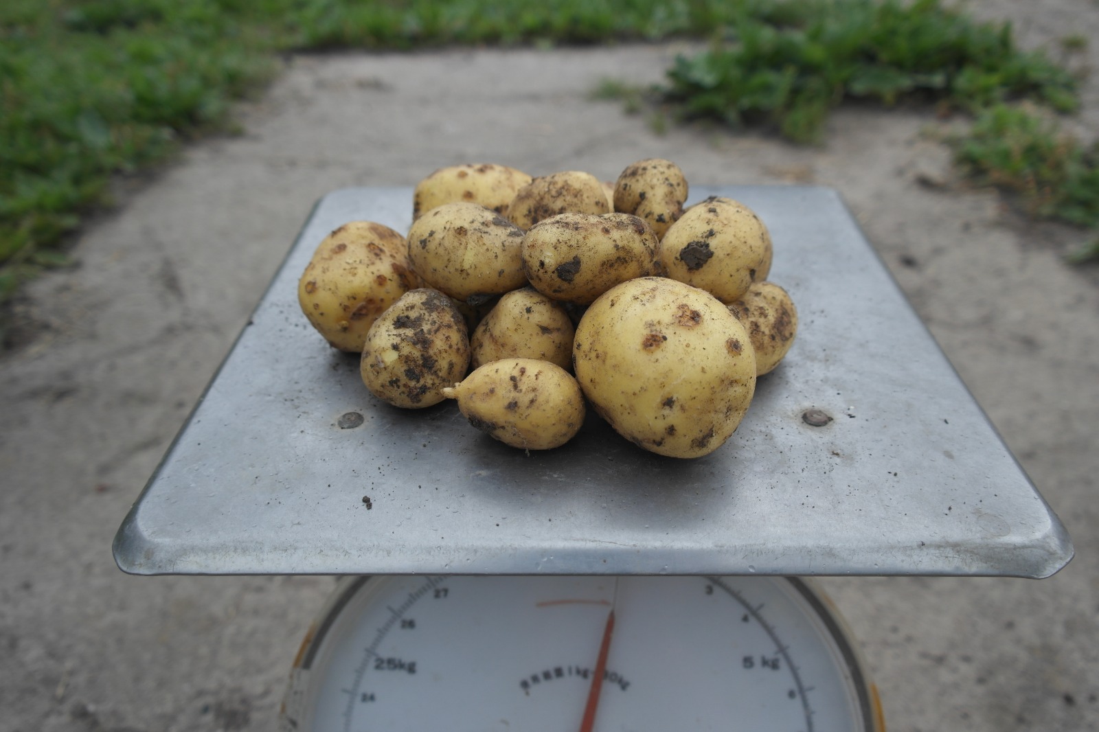 Aardappelen Oscar (1 kg) – bio