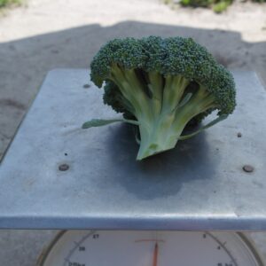 Broccoli (losse stronkjes 300 gram) - Bio