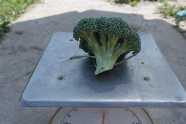 Broccoli (losse stronkjes 300 gram) - Bio
