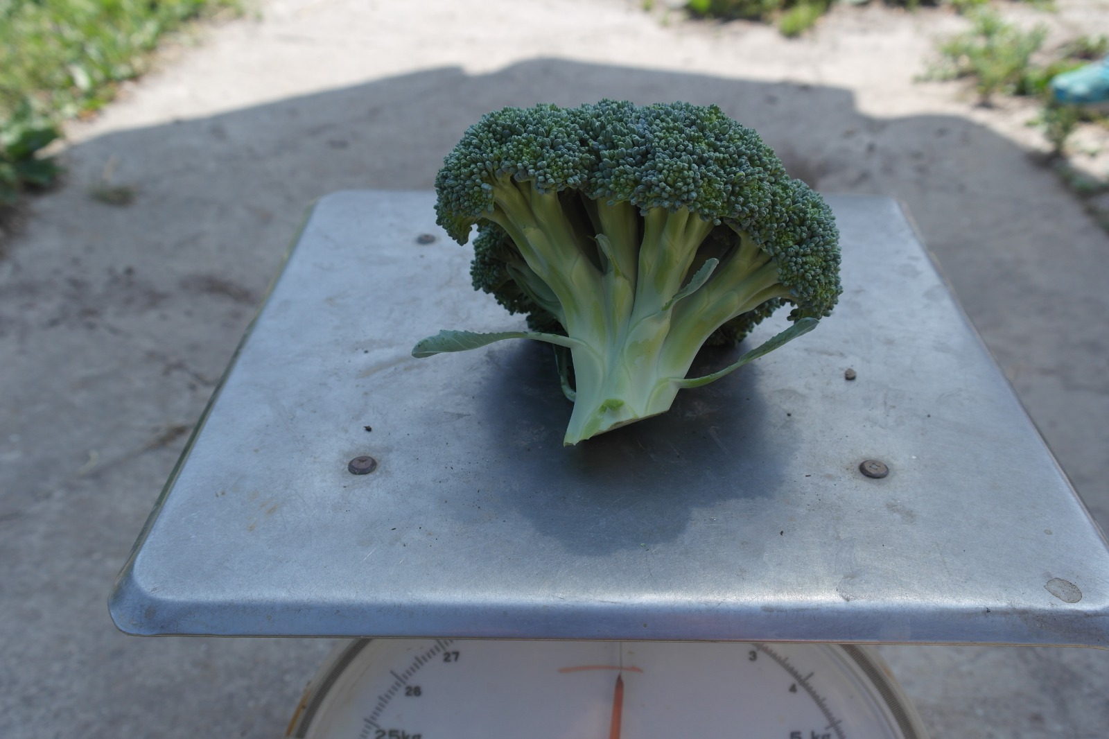Ovenschotel met broccoli en aardappels