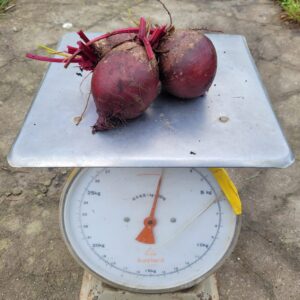 Bieten rood (1 kg) - Bio