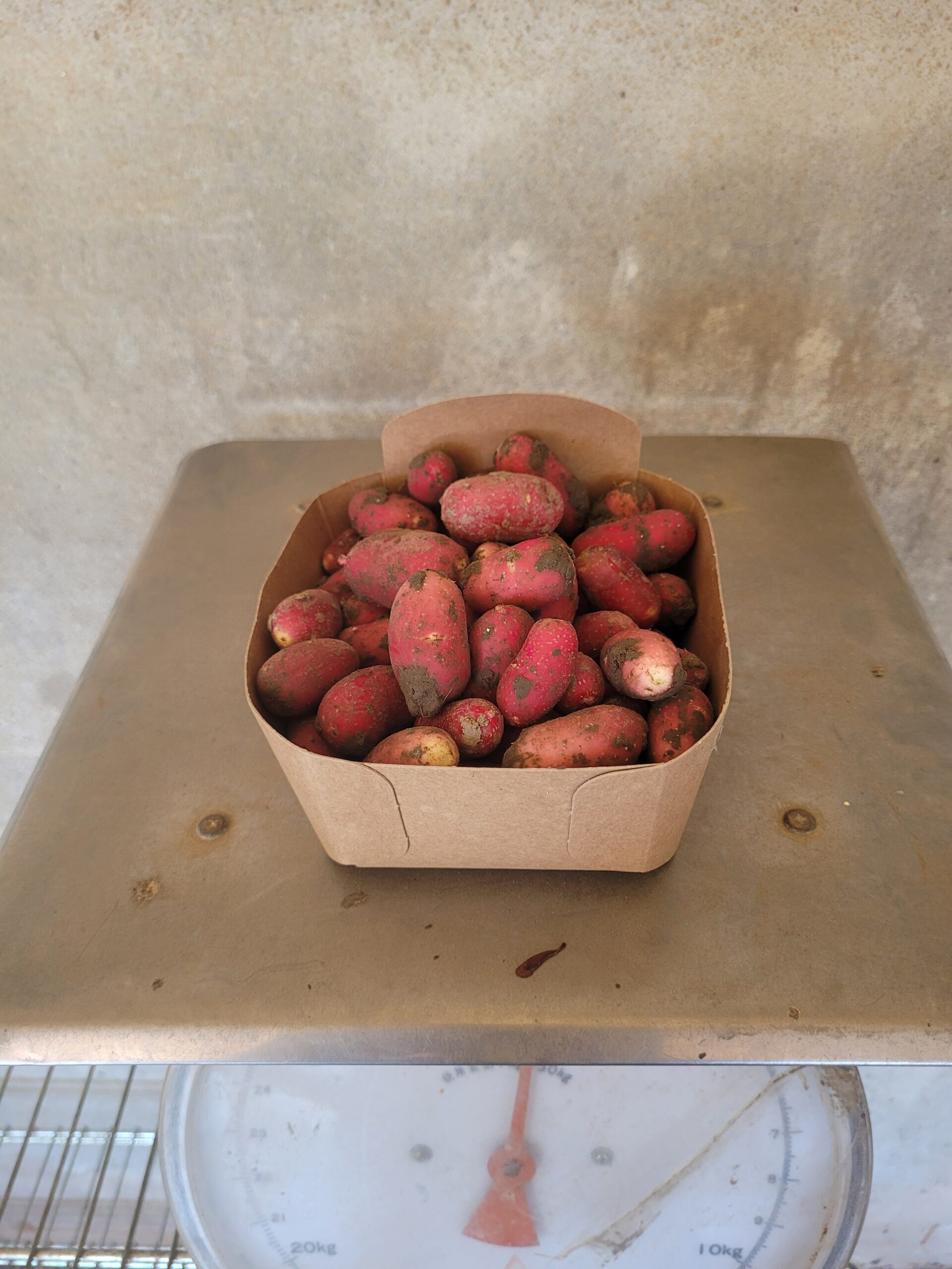 Aardappels krieltjes (500 gram) – Bio
