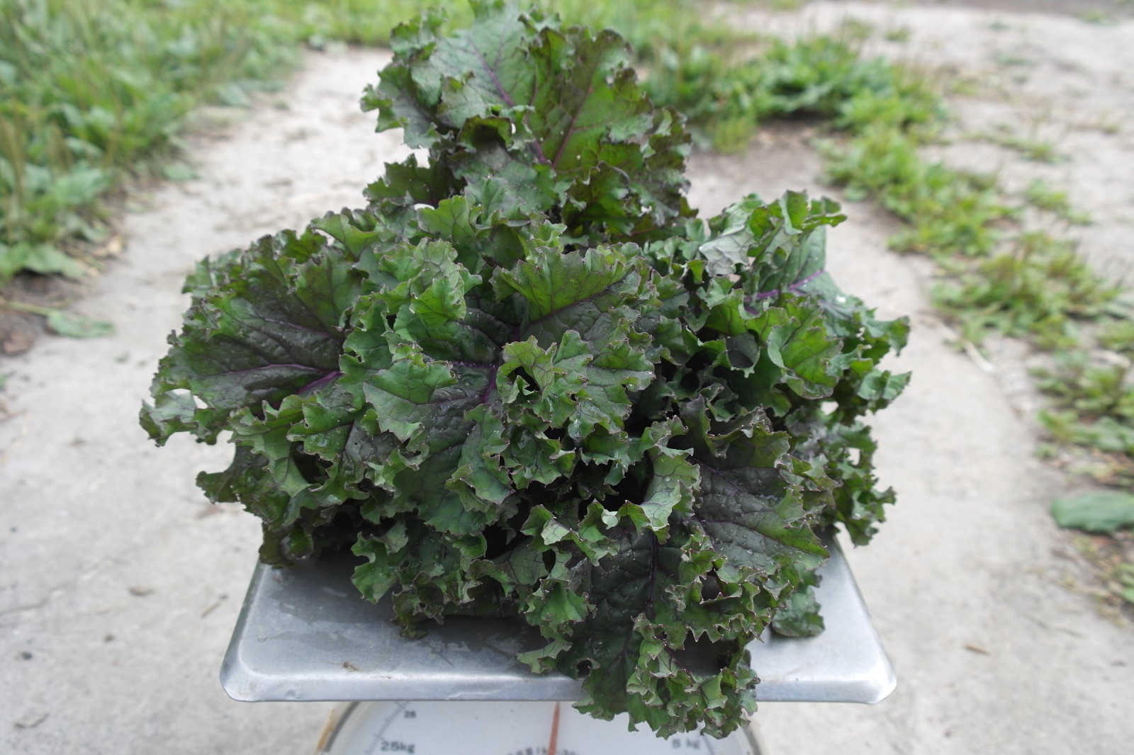 Boerenkool (250 gram)