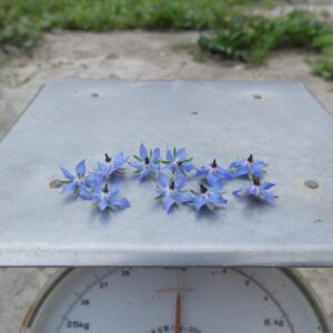 Bloemen komkommerkruid (15 stuks)