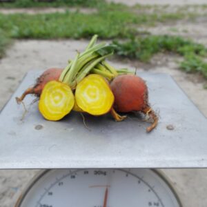 Bieten geel (1 kg) - Bio