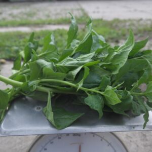 Spinazie, Nieuw-Zeelands (250 gram)