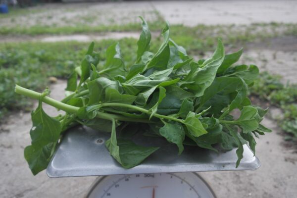 Spinazie, Nieuw-Zeelands (250 gram)
