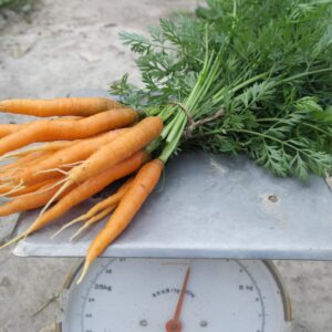 Wortels oranje (1 bos) - Bio
