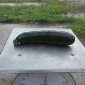 Courgette groen (1 stuk) - Bio