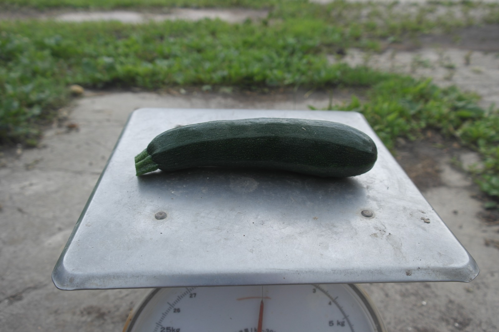 Courgette groen (1 stuk) – Bio