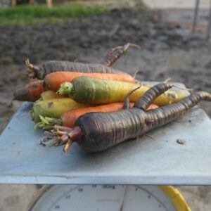 Wortels gekleurd (1 kg)