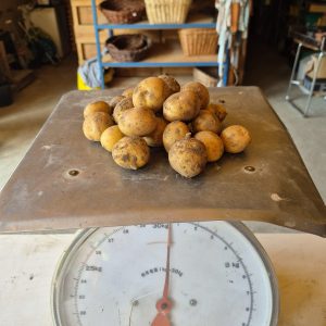 Aardappels krieltjes (500 gram) - Bio