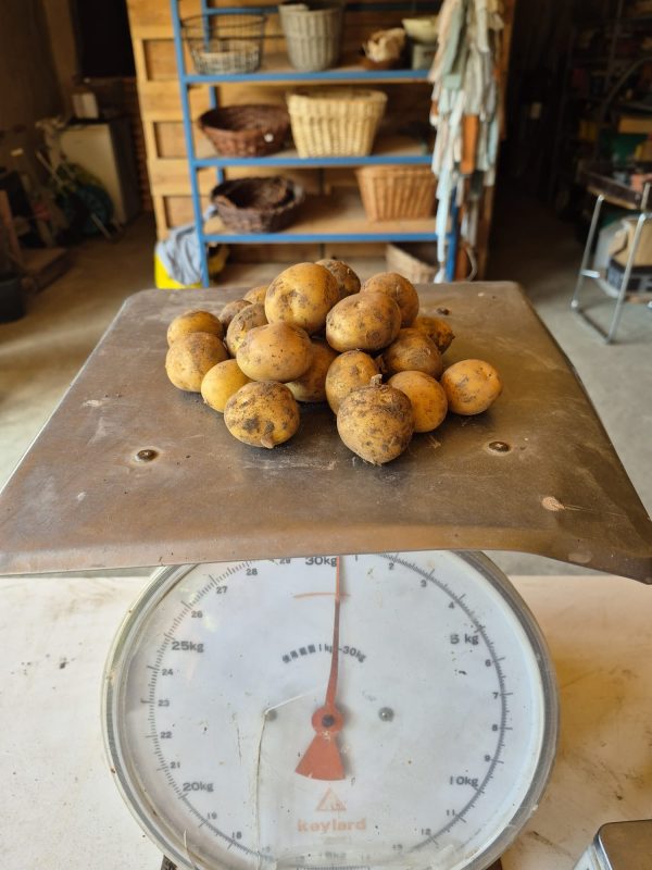 Aardappels krieltjes (500 gram) - Bio