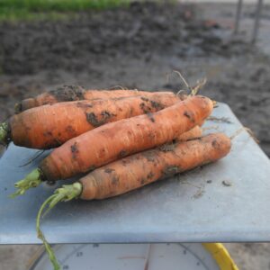 Wortels oranje (1 kg)