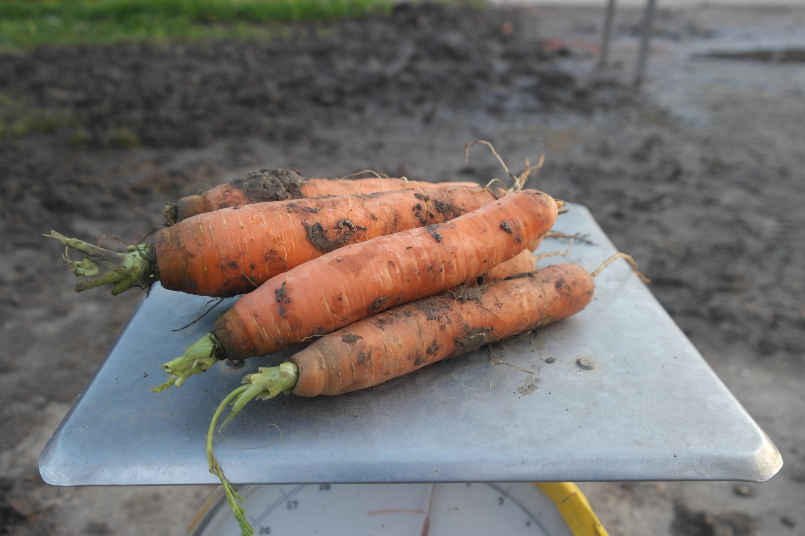 Peen oranje (1 kg)