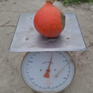 Pompoen oranje (1 stuk) - Bio