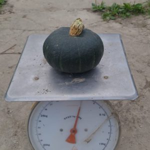 Pompoen Groen (1 stuk)