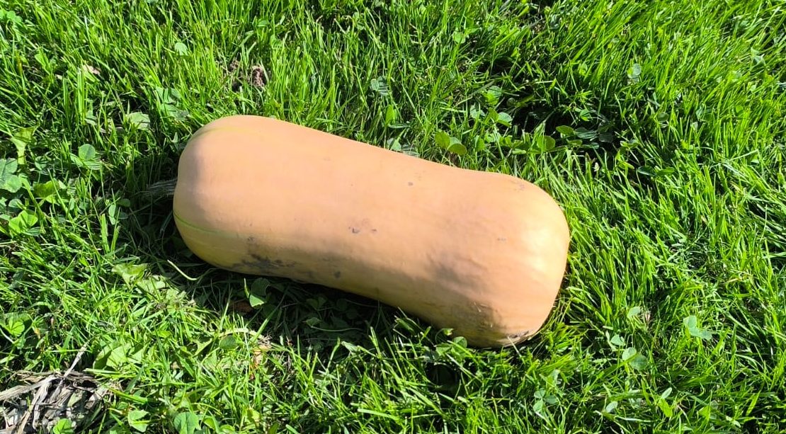 Flespompoen (1 stuk)