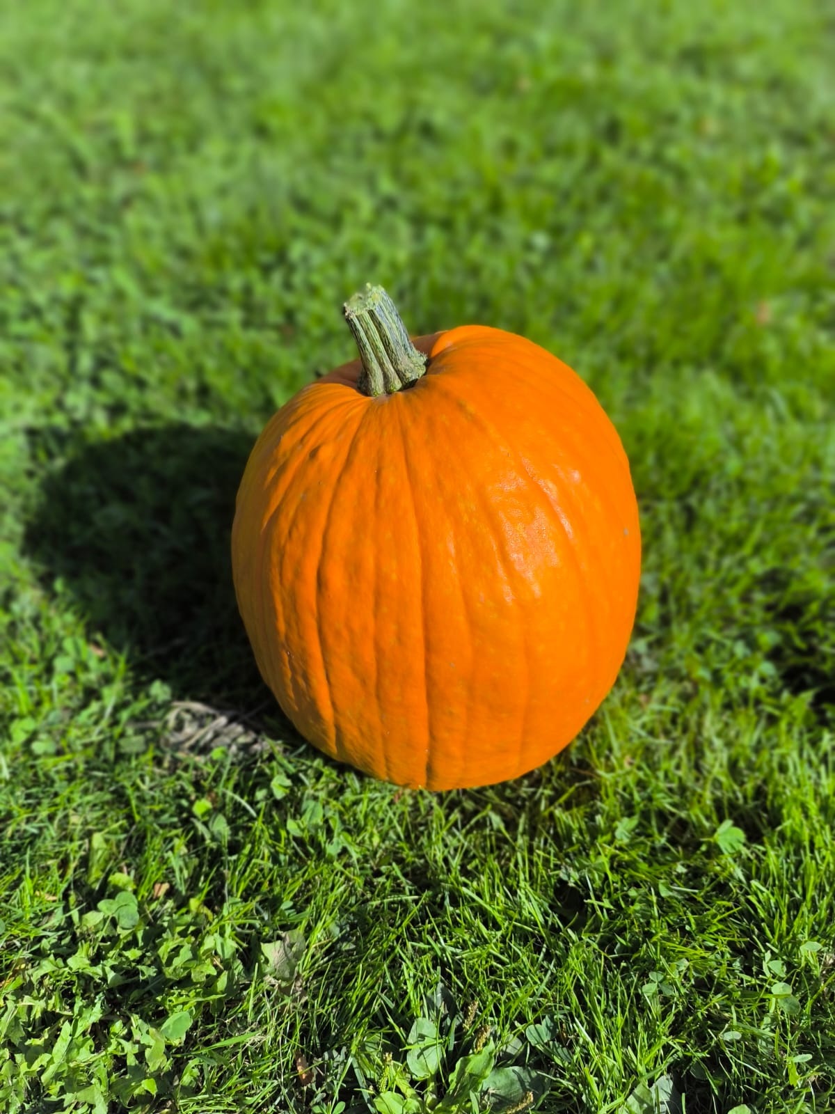 Pompoen Jack ‘O Lantern