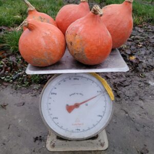 Pompoenen (5 stuks) - Bio