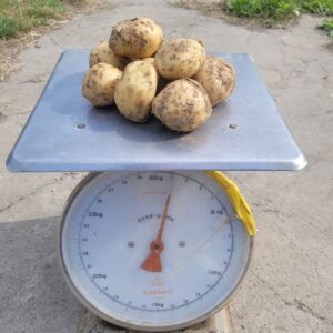 Aardappelen (1 kg) - Bio