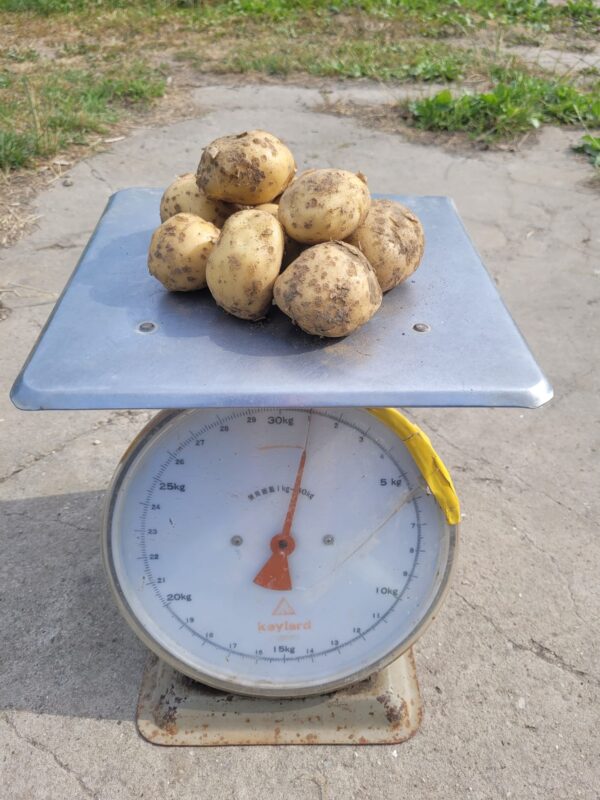 Aardappelen (1 kg) - Bio