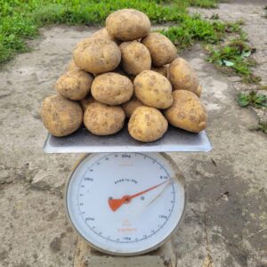 Aardappels kruimig (5 kg)  - Bio