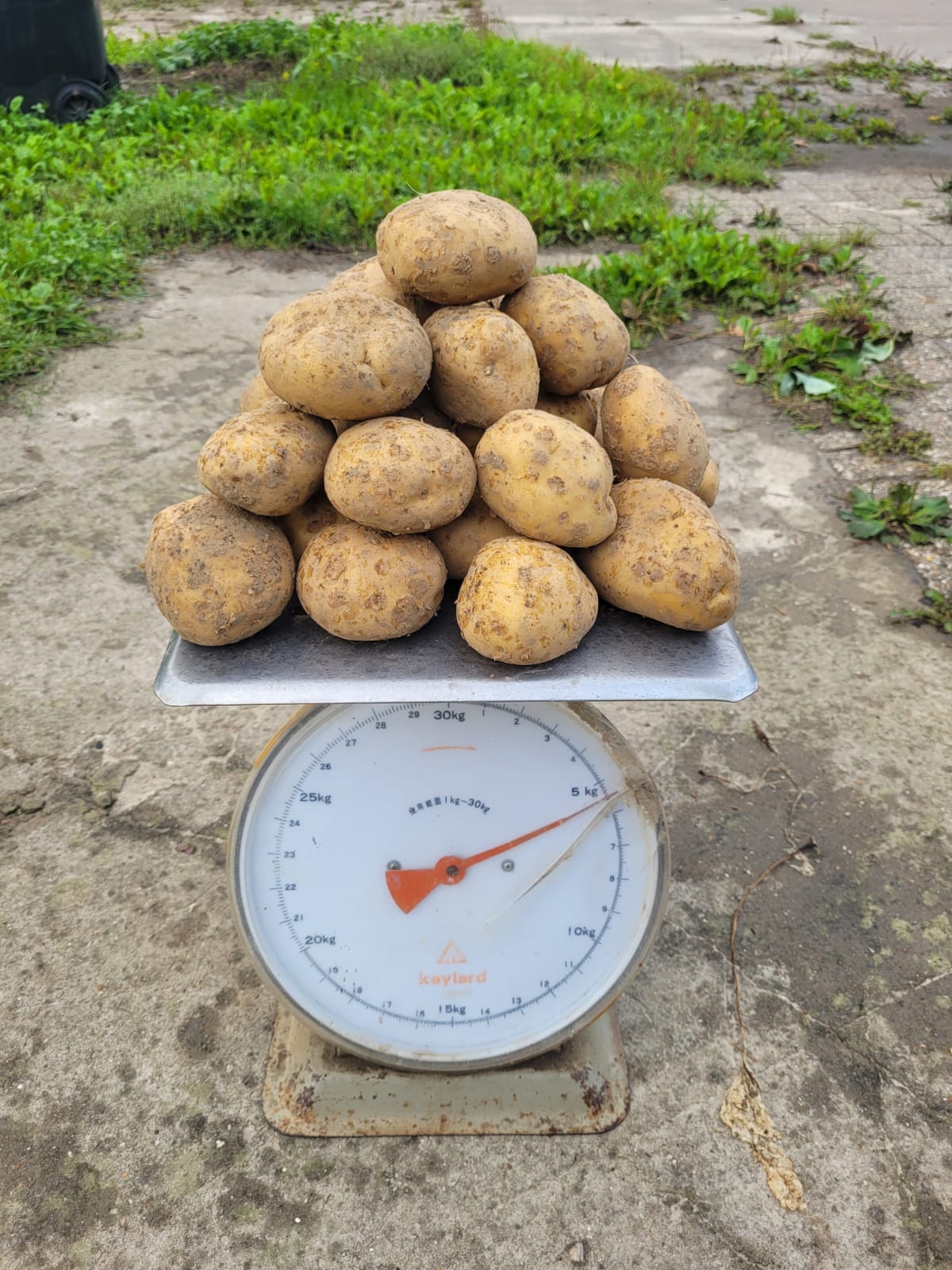 Aardappels vastkokend (5 kg)  – Bio