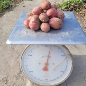 Aardappels Reza (1 kg) - Bio