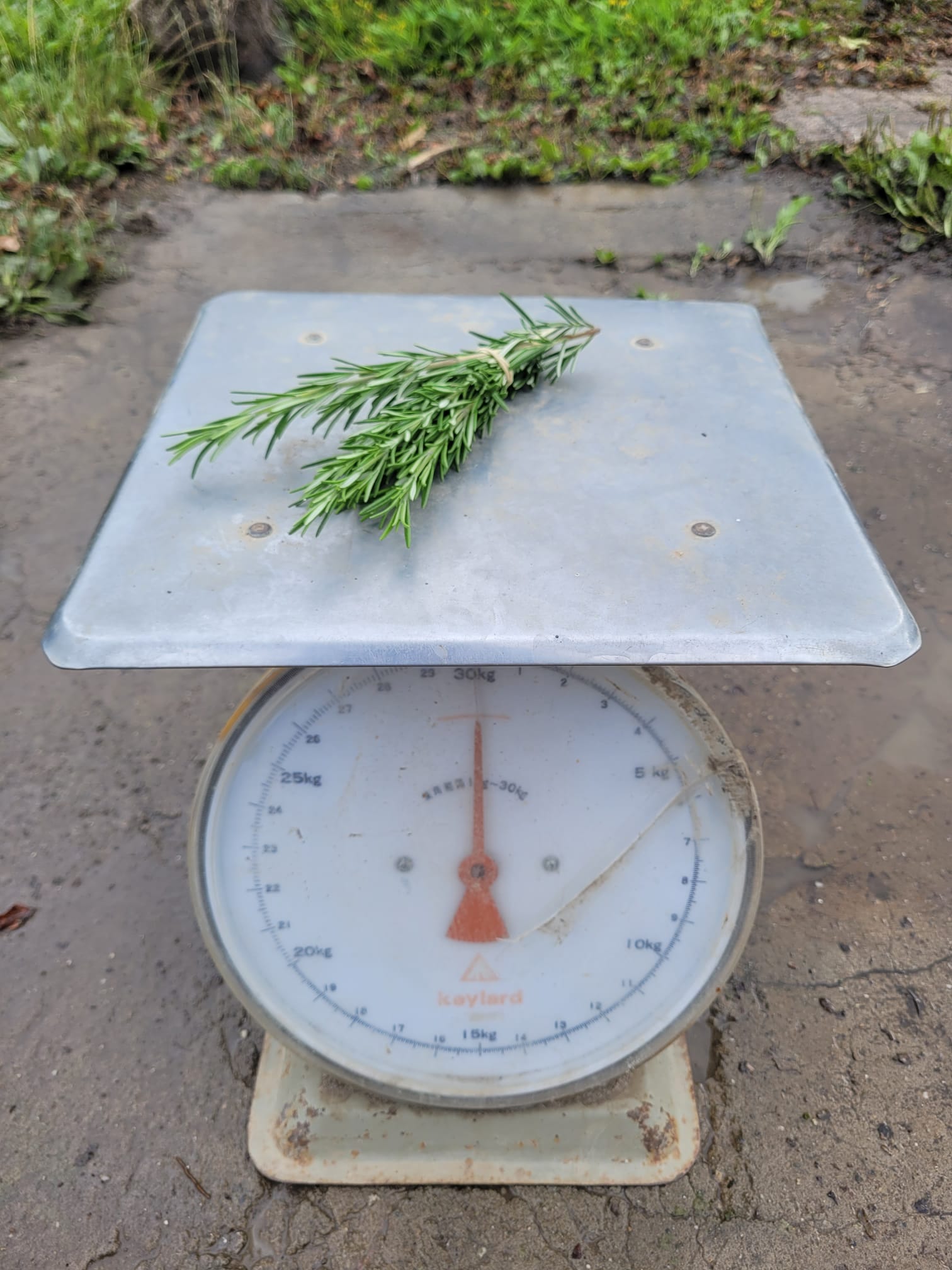 Bosje rozemarijn (30 gram)