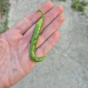 Groene peper (1 stuk)