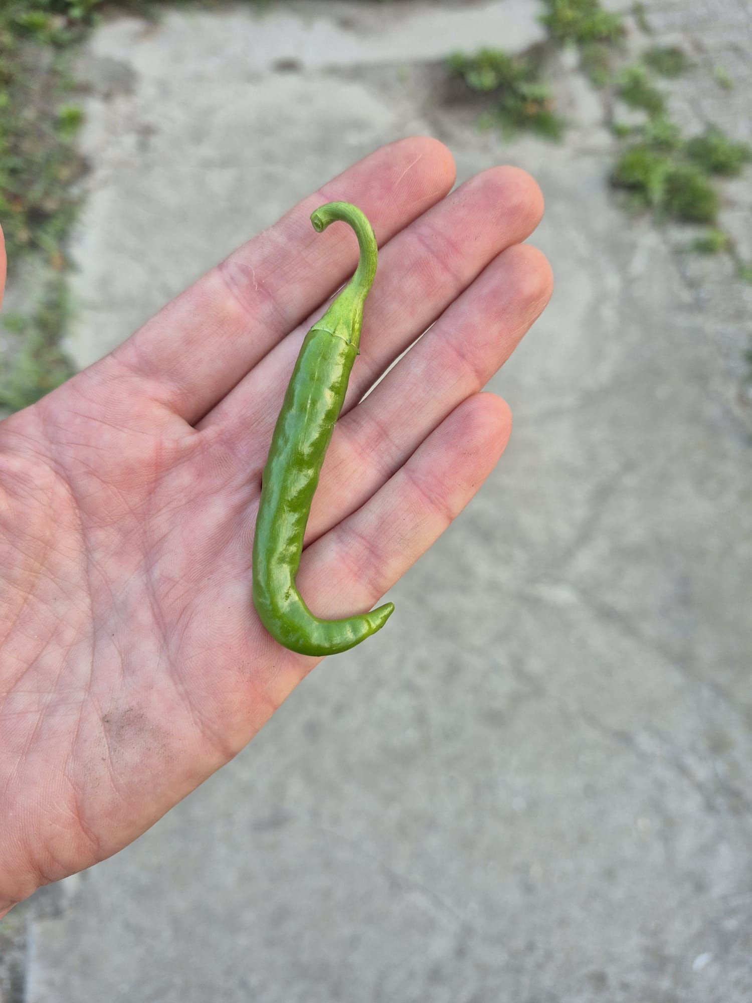 Groene peper (1 stuk)