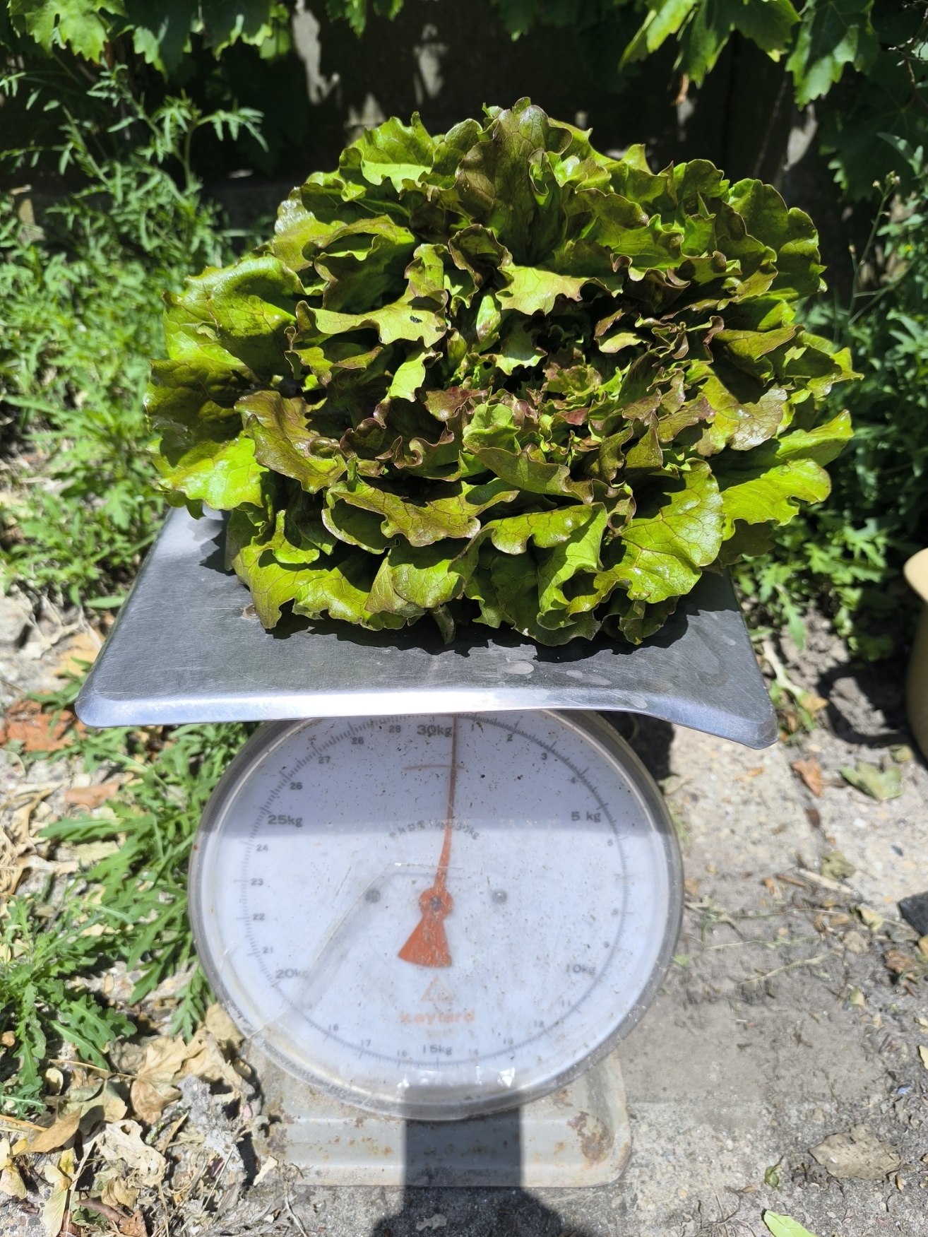 Sla krop batavia (1 krop) – Bio
