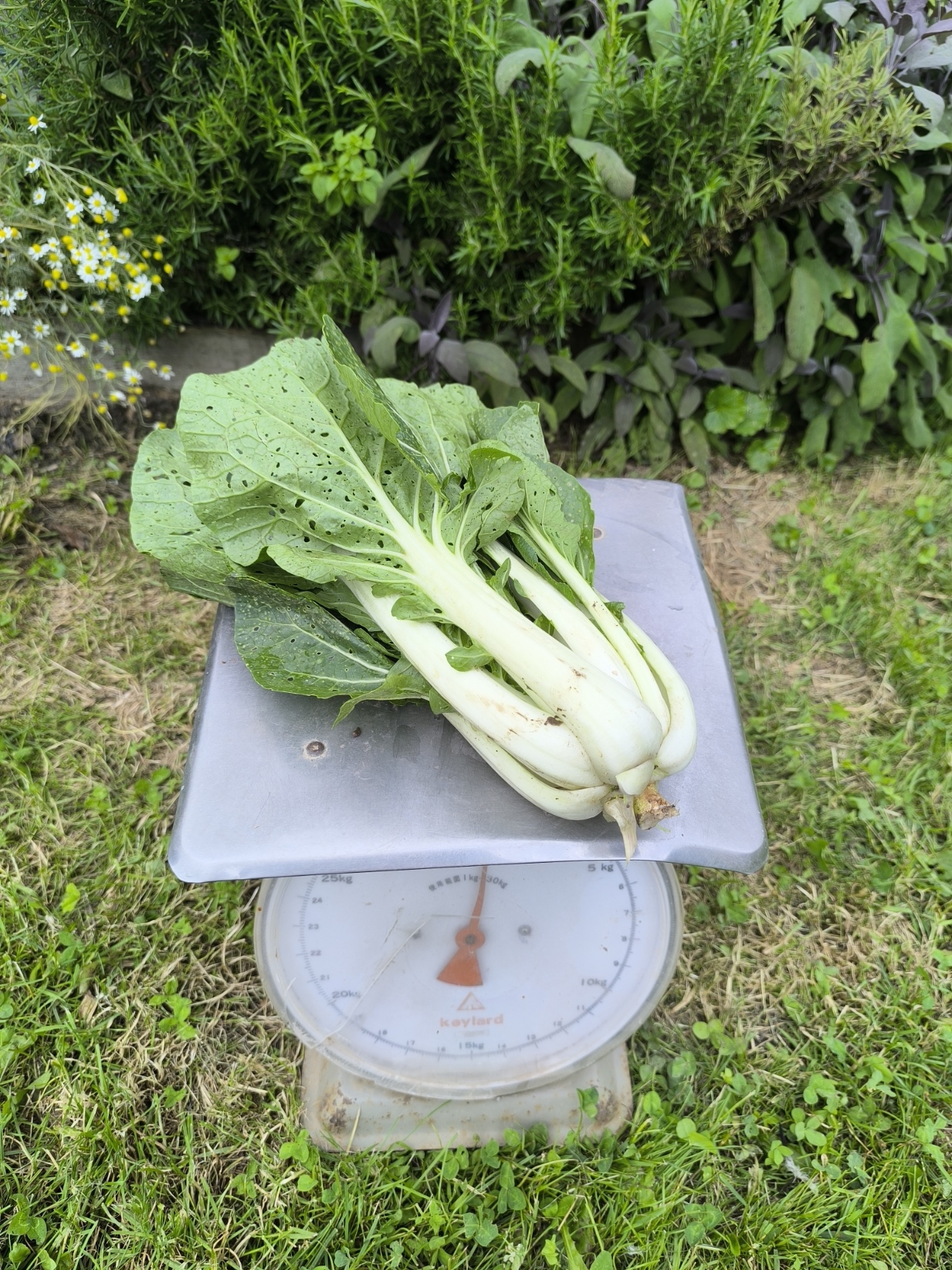 Paksoi (krat – 6 stuk) – bio