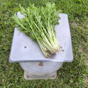 Raapsteel (250 gram) Bio