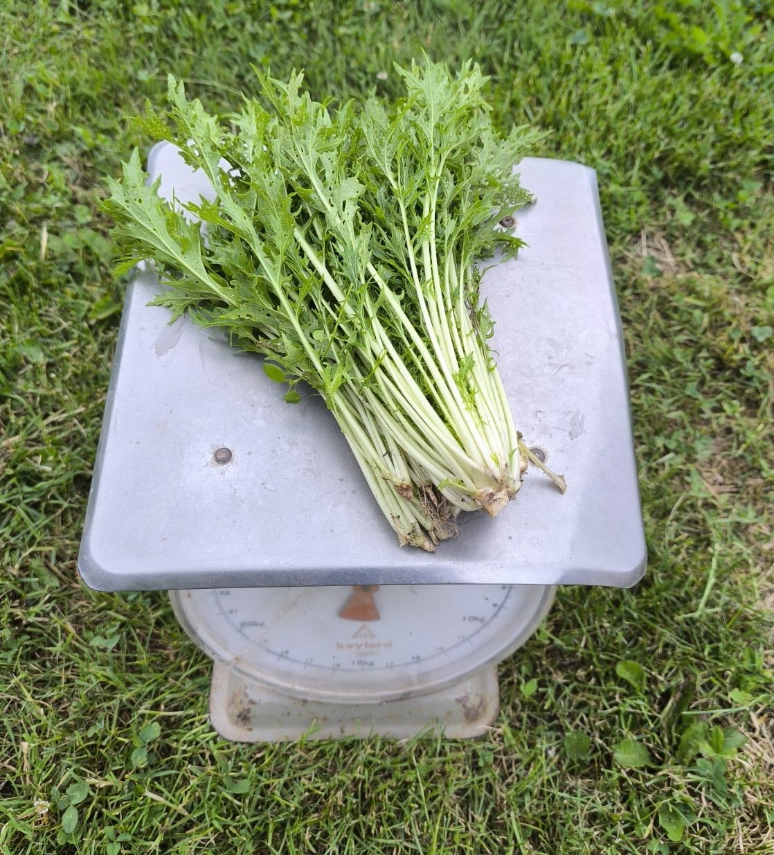 Raapsteel (250 gram) Bio