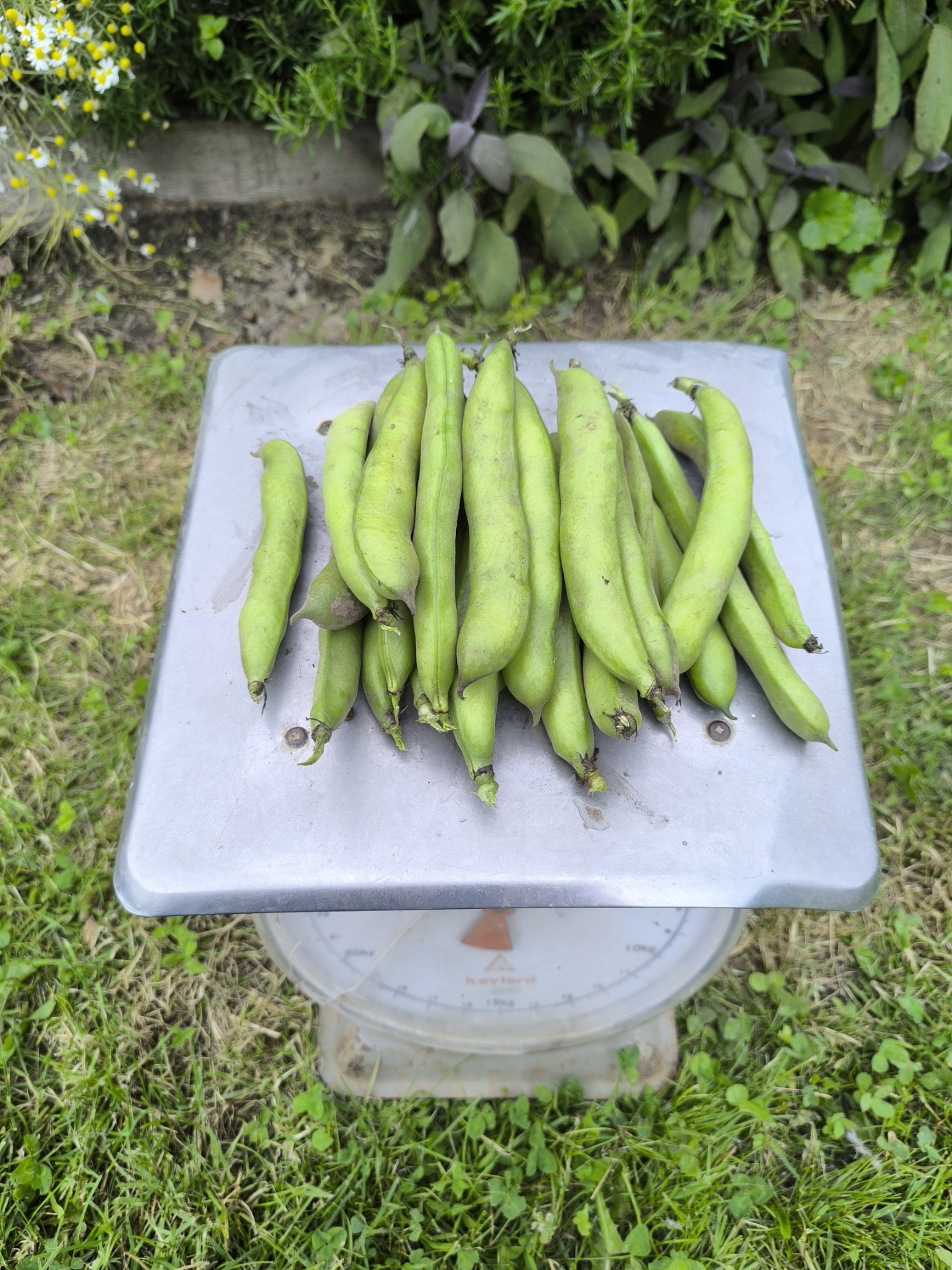 Tuinboon in dop (500 gram) – bio
