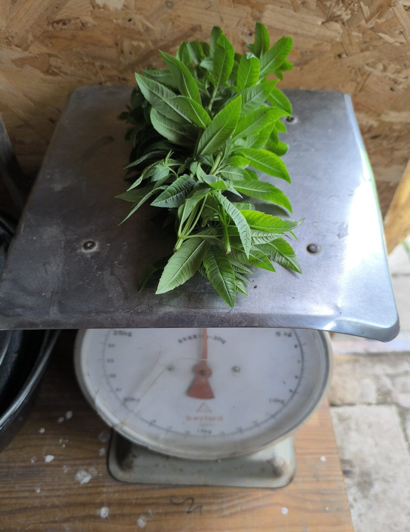 Bosje verveine (25 gram)